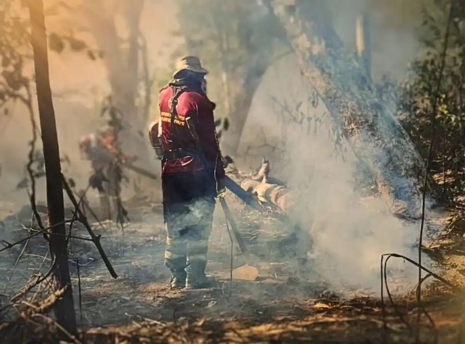 incendios pantanal ms